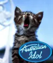 lol cat