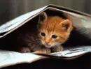 under newspaper