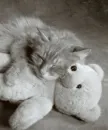 nap with teddy