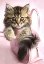 pink purse
