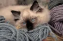 lovely kitty