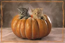 2 in a pumpkin
