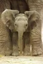 big ears