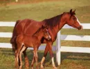 horse and colt