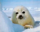 baby seal