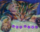 cat sleeping