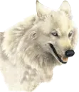 white wolf