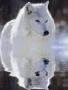 Wolf in water