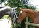 Horses
