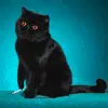 black cat avatar