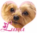 Luna Dog