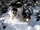 wolves in snow