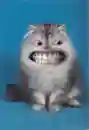 Big Teeth Cat