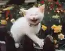 White Kitten