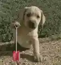 Yo-Yo Puppy