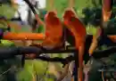 monkey