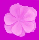 Pink flower