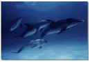 love dolphins