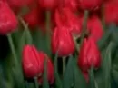 red tulips