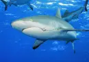shark<3