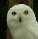 owl sharigan