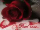 Red Rose