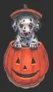  FALL PUPPY