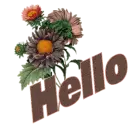 Hello