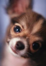 Cute puppy