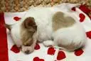 Sweet puppy