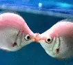 Kisser Fish