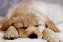 Kawaii doggie