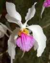 orchid flower