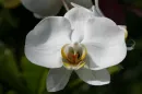 orchid flower