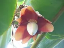 banana flower