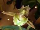 orchid flower