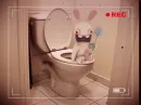 rabbid