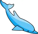Baby Dolphin