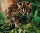 jungle cat