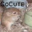 CUTE