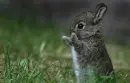 Cutie Bunny