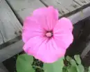 pink flower