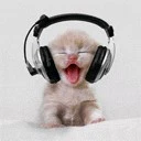 rock kitty