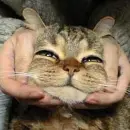 cute smiling cat