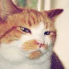 Happy Cat