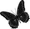 black butterfly