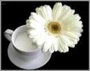 white daisy