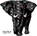 Crazy Elephant