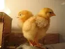 2 chikens that look like a 2 headed chiken