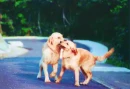 Retriver Love!